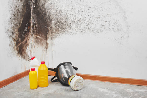 Best Kitchen Mold Remediation in Cortland, IL