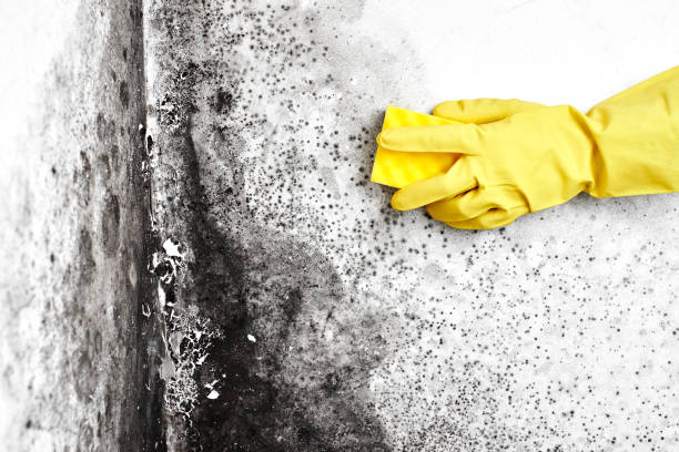 Best White Mold Remediation in Cortland, IL