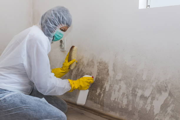 Best Basement Mold Remediation in Cortland, IL