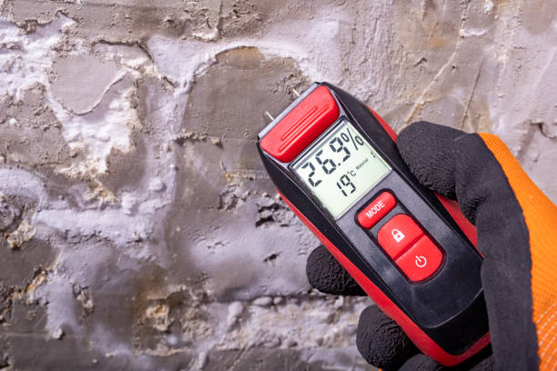 Best Crawl Space Mold Remediation in Cortland, IL