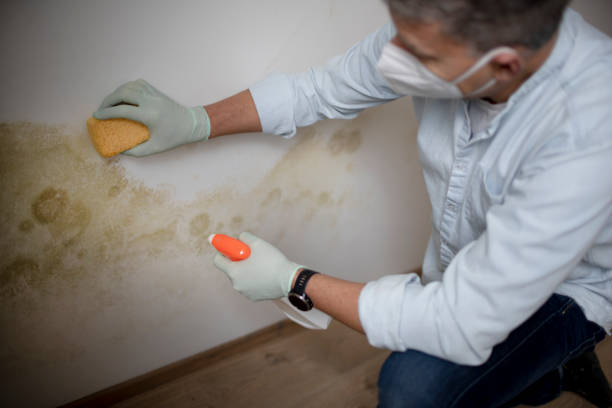 Cortland, IL Mold Remediation Company