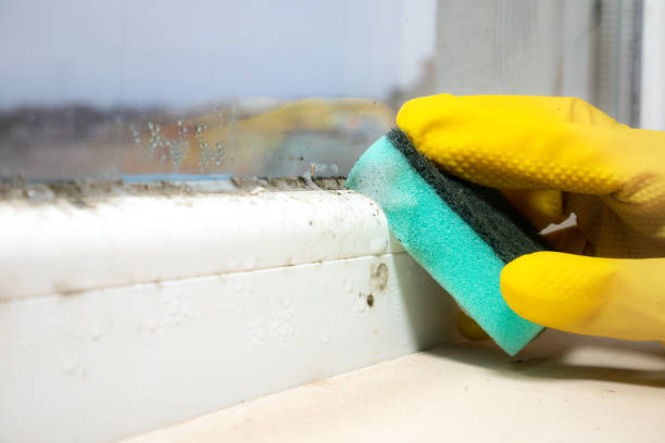 Best Mold Testing and Inspection Services in Cortland, IL