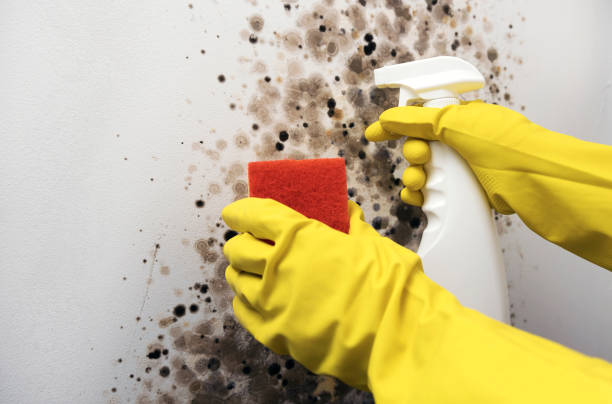 Best Health and Safety Mold Remediation in Cortland, IL