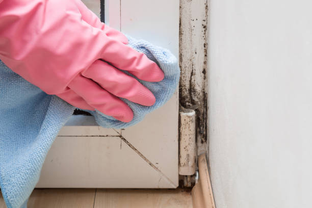 Best Post-Flood Mold Remediation in Cortland, IL