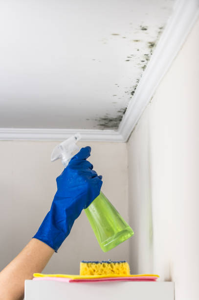 Best Insurance-Related Mold Remediation in Cortland, IL